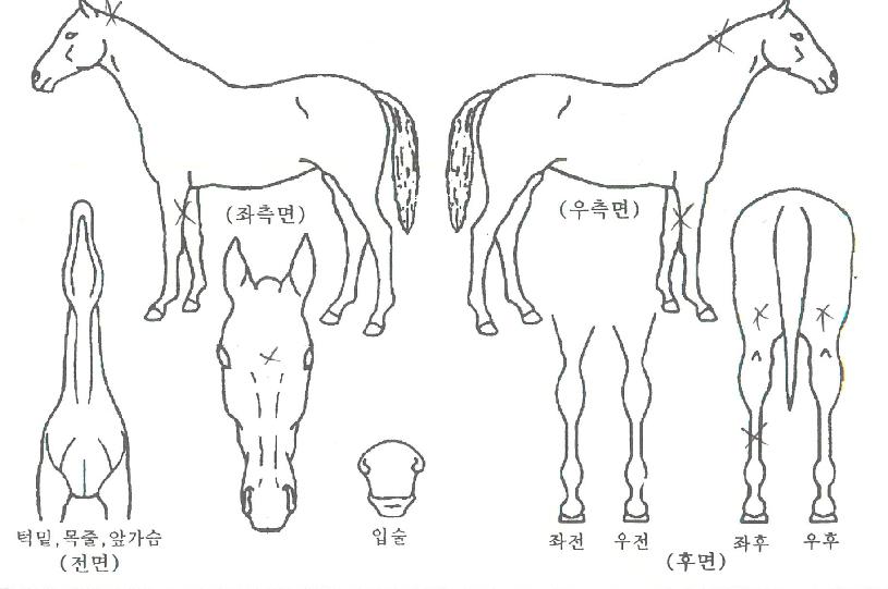 ������� ����,���,�޸�,�λ�,�ٸ��� Ư¡����