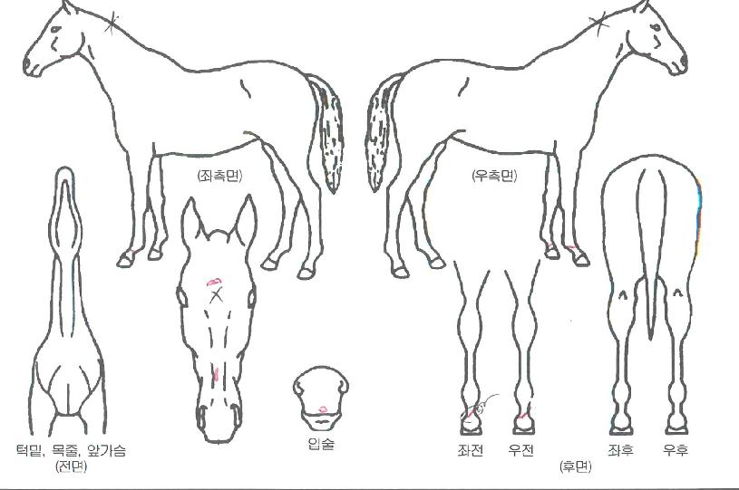 ������������ ����,���,�޸�,�λ�,�ٸ��� Ư¡����