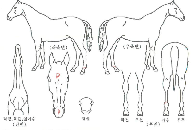 ¿ì½ÂÀÇÃß¾ïÀÇ Ãø¸é,¿ì¸é,µÞ¸é,µÎ»ó,´Ù¸®ÀÇ Æ¯Â¡µµÇØ