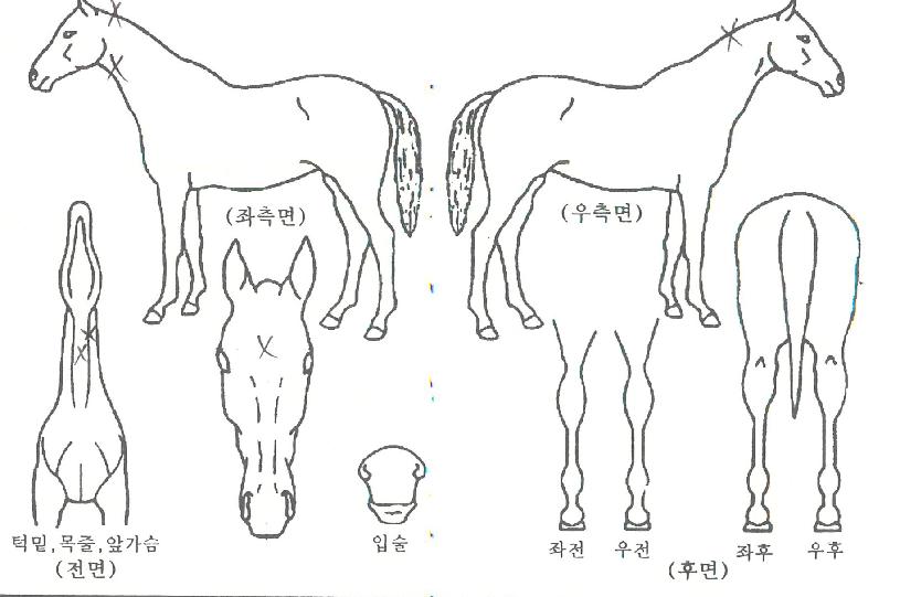 À½¾Ç´ëÀåÀÇ Ãø¸é,¿ì¸é,µÞ¸é,µÎ»ó,´Ù¸®ÀÇ Æ¯Â¡µµÇØ