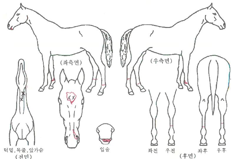 �׸��׸��� ����,���,�޸�,�λ�,�ٸ��� Ư¡����