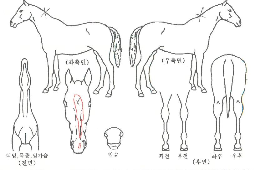 ±ÝºñÇ׿ìÀÇ Ãø¸é,¿ì¸é,µÞ¸é,µÎ»ó,´Ù¸®ÀÇ Æ¯Â¡µµÇØ