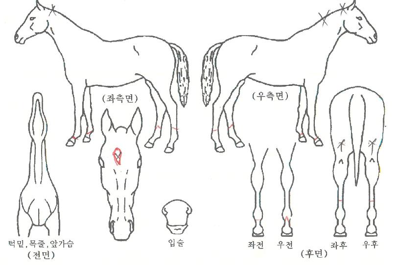 ÆÛ½ºÆ¼ÁöÀÇ Ãø¸é,¿ì¸é,µÞ¸é,µÎ»ó,´Ù¸®ÀÇ Æ¯Â¡µµÇØ