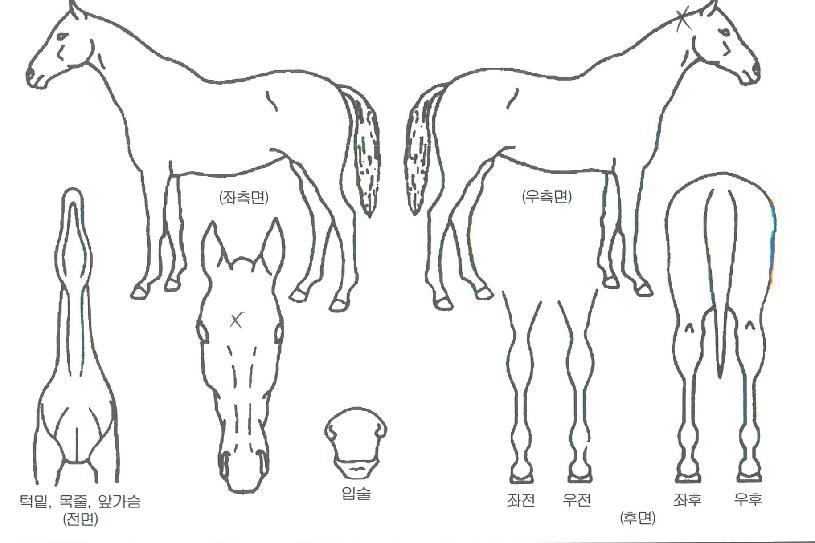 ´Ù¿Â¸¶¸®ÀÇ Ãø¸é,¿ì¸é,µÞ¸é,µÎ»ó,´Ù¸®ÀÇ Æ¯Â¡µµÇØ