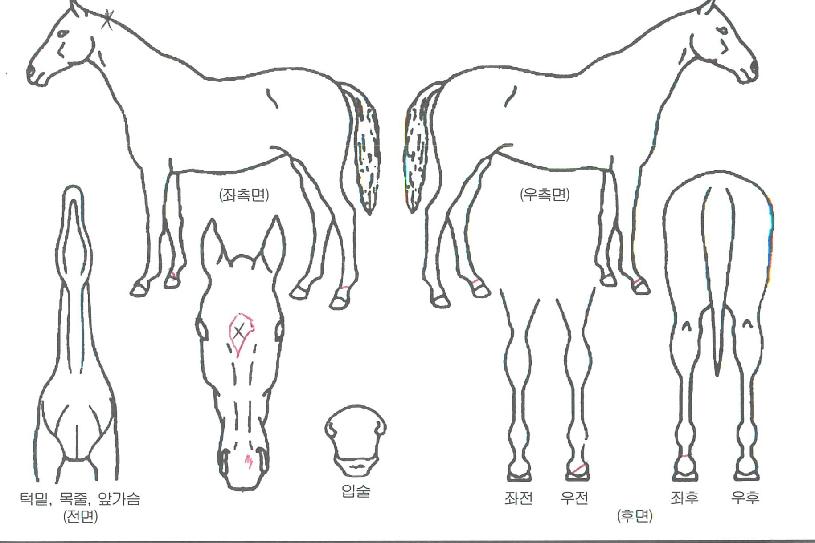 µ¿¹æ¿À·Î¶óÀÇ Ãø¸é,¿ì¸é,µÞ¸é,µÎ»ó,´Ù¸®ÀÇ Æ¯Â¡µµÇØ