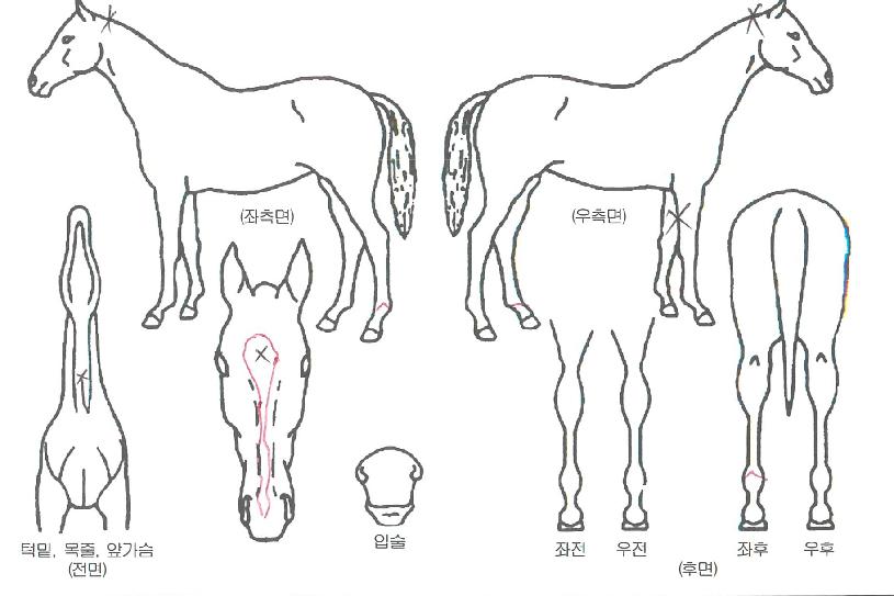 ±ÝÅõ»çÀÇ Ãø¸é,¿ì¸é,µÞ¸é,µÎ»ó,´Ù¸®ÀÇ Æ¯Â¡µµÇØ