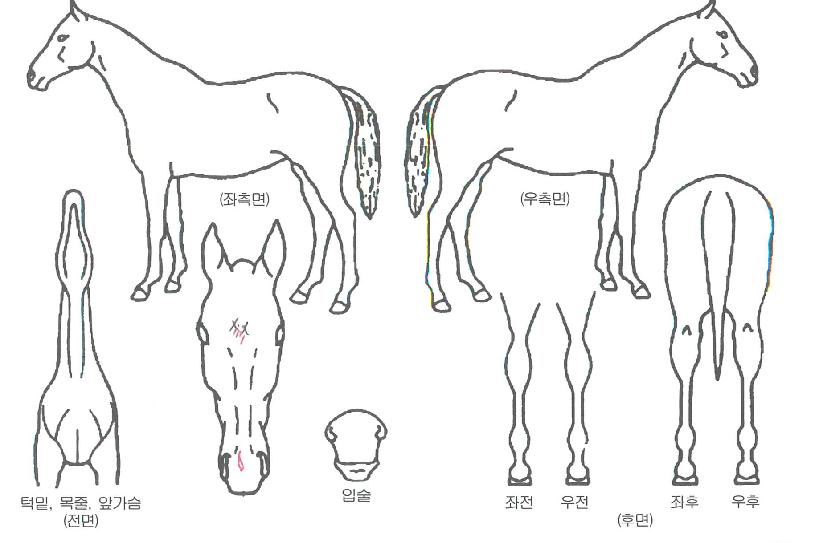 º¸®ÀÇ Ãø¸é,¿ì¸é,µÞ¸é,µÎ»ó,´Ù¸®ÀÇ Æ¯Â¡µµÇØ