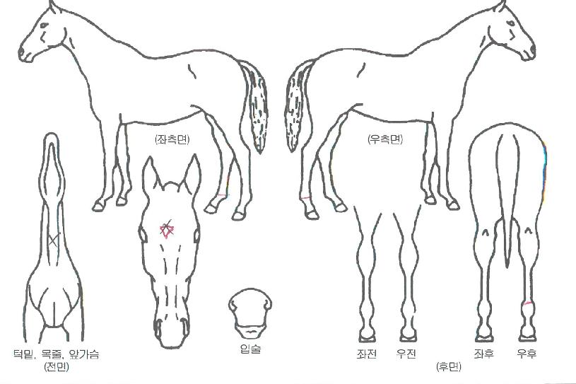 Áø¼±¹ÌÀÚ¸¶ÀÇ Ãø¸é,¿ì¸é,µÞ¸é,µÎ»ó,´Ù¸®ÀÇ Æ¯Â¡µµÇØ