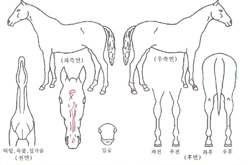 ÈÀÌÆ®È¦µåÀÇ Ãø¸é,¿ì¸é,µÞ¸é,µÎ»ó,´Ù¸®ÀÇ Æ¯Â¡µµÇØ