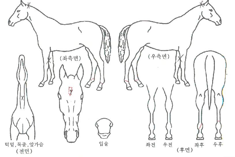 ���Ȳ�� ����,���,�޸�,�λ�,�ٸ��� Ư¡����