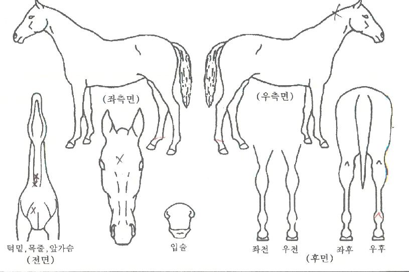 Ưº°½ºÅ¸ÀÇ Ãø¸é,¿ì¸é,µÞ¸é,µÎ»ó,´Ù¸®ÀÇ Æ¯Â¡µµÇØ