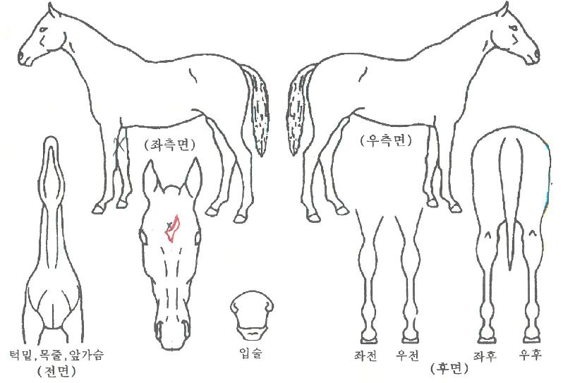 ��Ÿ����Ʈ�� ����,���,�޸�,�λ�,�ٸ��� Ư¡����