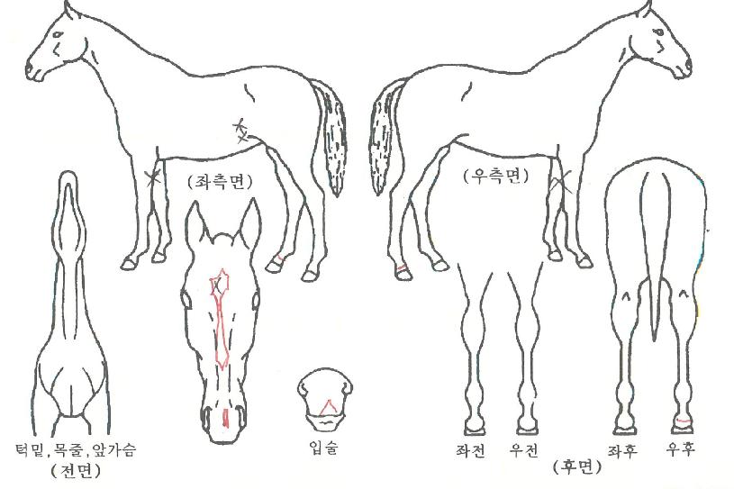 ½ºÅ¸Æä¸£¾ÞÀÇ Ãø¸é,¿ì¸é,µÞ¸é,µÎ»ó,´Ù¸®ÀÇ Æ¯Â¡µµÇØ