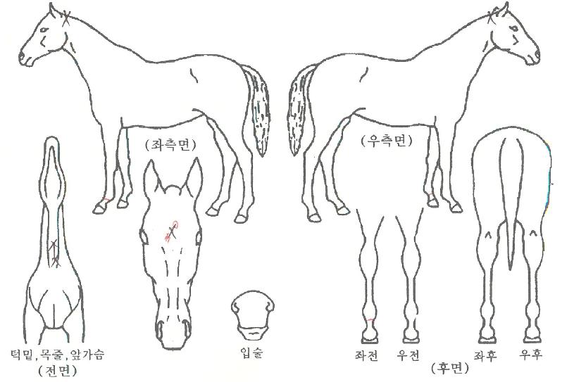 ��º���� ����,���,�޸�,�λ�,�ٸ��� Ư¡����