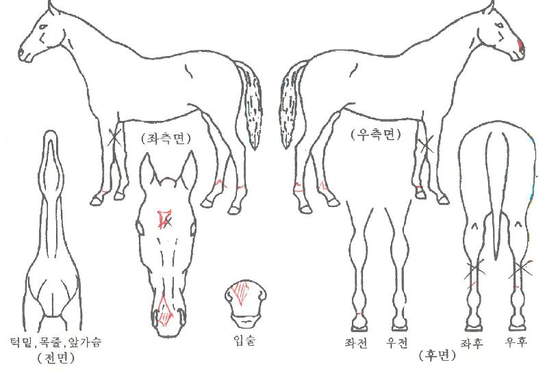 ���ο���� ����,���,�޸�,�λ�,�ٸ��� Ư¡����