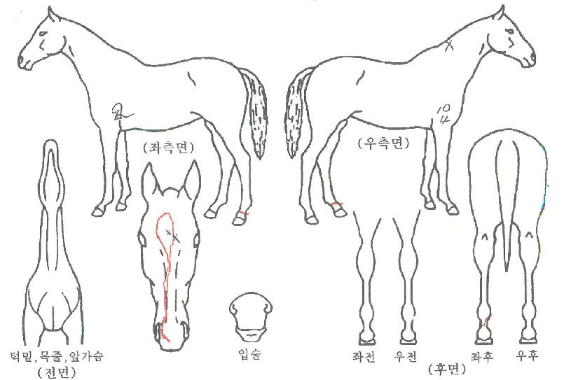 ´©¸®¸í°¡ÀÇ Ãø¸é,¿ì¸é,µÞ¸é,µÎ»ó,´Ù¸®ÀÇ Æ¯Â¡µµÇØ