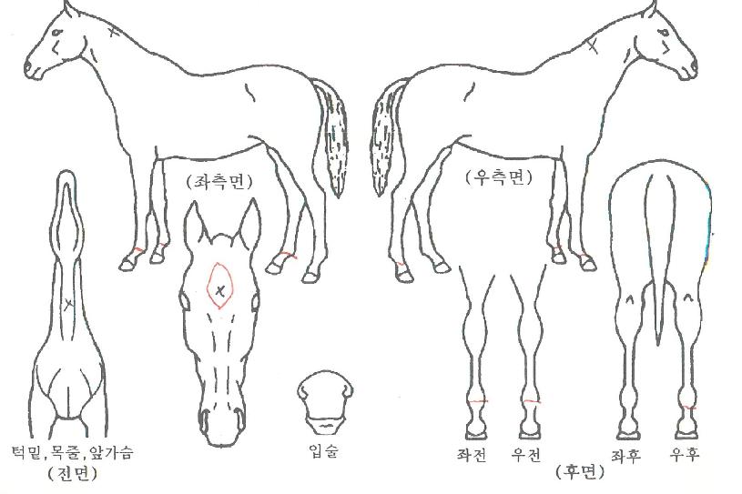 »þÇÁµå¸²ÀÇ Ãø¸é,¿ì¸é,µÞ¸é,µÎ»ó,´Ù¸®ÀÇ Æ¯Â¡µµÇØ