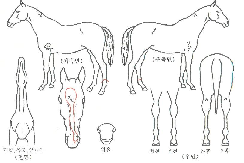 �һ������ ����,���,�޸�,�λ�,�ٸ��� Ư¡����