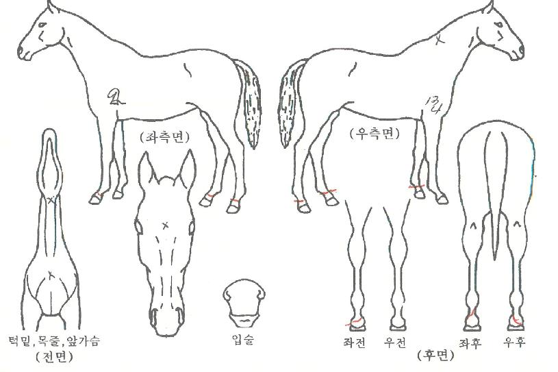 ¿¡½ºÆÄ¸®ÀÇ Ãø¸é,¿ì¸é,µÞ¸é,µÎ»ó,´Ù¸®ÀÇ Æ¯Â¡µµÇØ