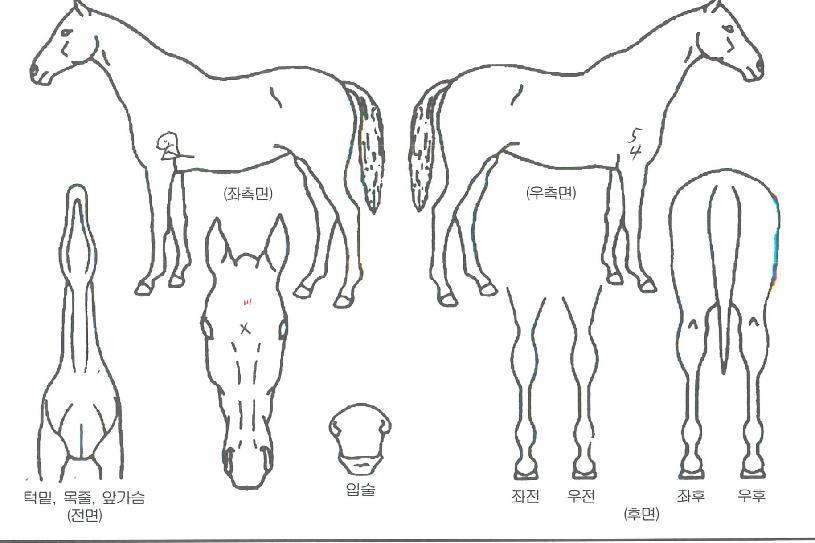 ·ÎµåÅ·ÀÇ Ãø¸é,¿ì¸é,µÞ¸é,µÎ»ó,´Ù¸®ÀÇ Æ¯Â¡µµÇØ