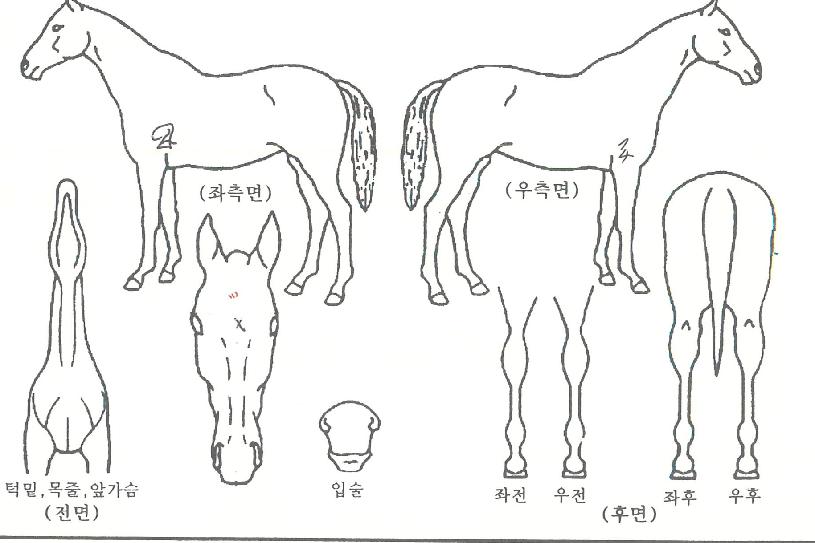 Áñ°Å¿îÁúÁÖÀÇ Ãø¸é,¿ì¸é,µÞ¸é,µÎ»ó,´Ù¸®ÀÇ Æ¯Â¡µµÇØ