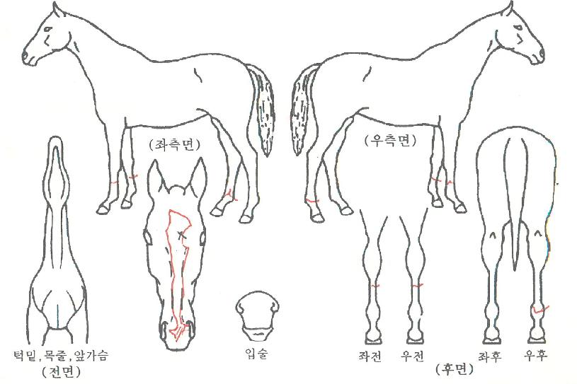 ��糪��Ʈ�� ����,���,�޸�,�λ�,�ٸ��� Ư¡����