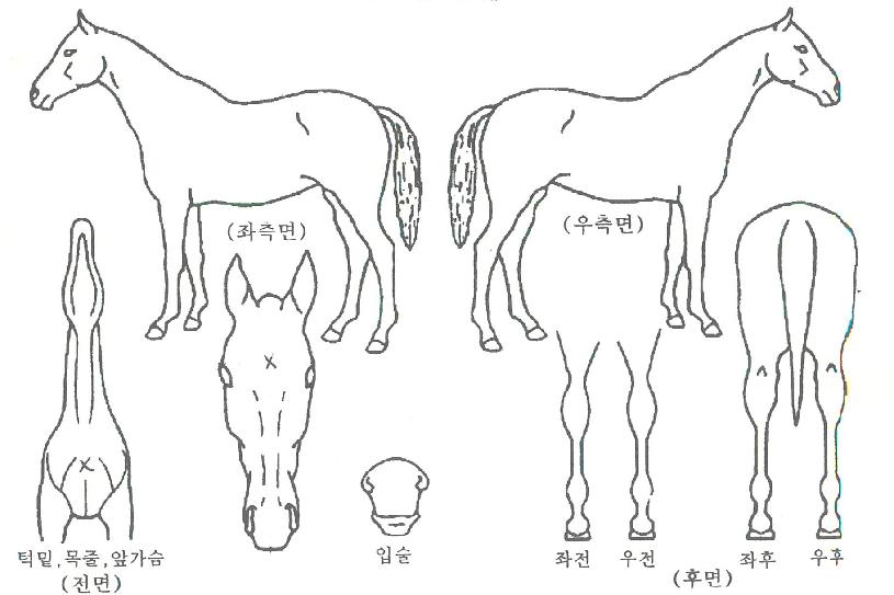 Äè¼ÓźÀÚ¸¶ÀÇ Ãø¸é,¿ì¸é,µÞ¸é,µÎ»ó,´Ù¸®ÀÇ Æ¯Â¡µµÇØ