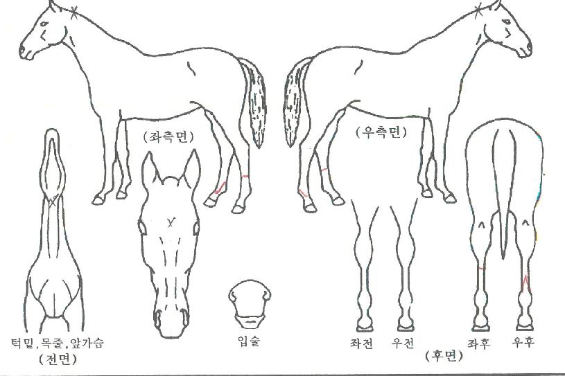 ´Ù´Ï½ºÀÚ¸¶ÀÇ Ãø¸é,¿ì¸é,µÞ¸é,µÎ»ó,´Ù¸®ÀÇ Æ¯Â¡µµÇØ