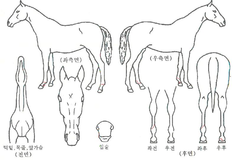 ����������Ʈ�ڸ��� ����,���,�޸�,�λ�,�ٸ��� Ư¡����