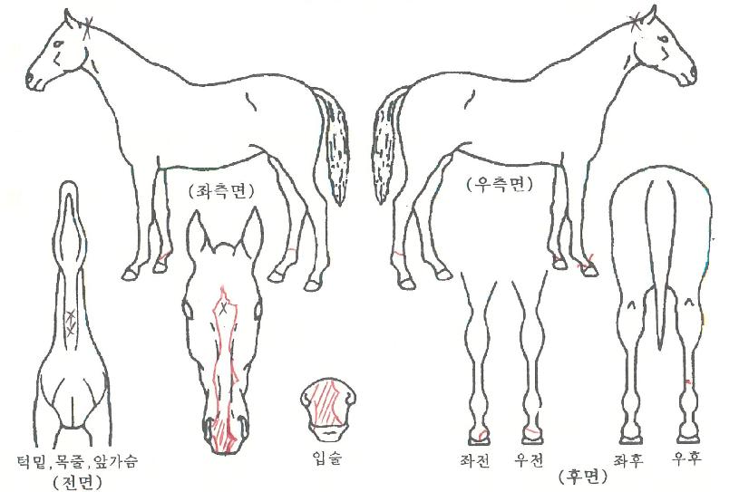 ¼®Á¤ÀÇ Ãø¸é,¿ì¸é,µÞ¸é,µÎ»ó,´Ù¸®ÀÇ Æ¯Â¡µµÇØ