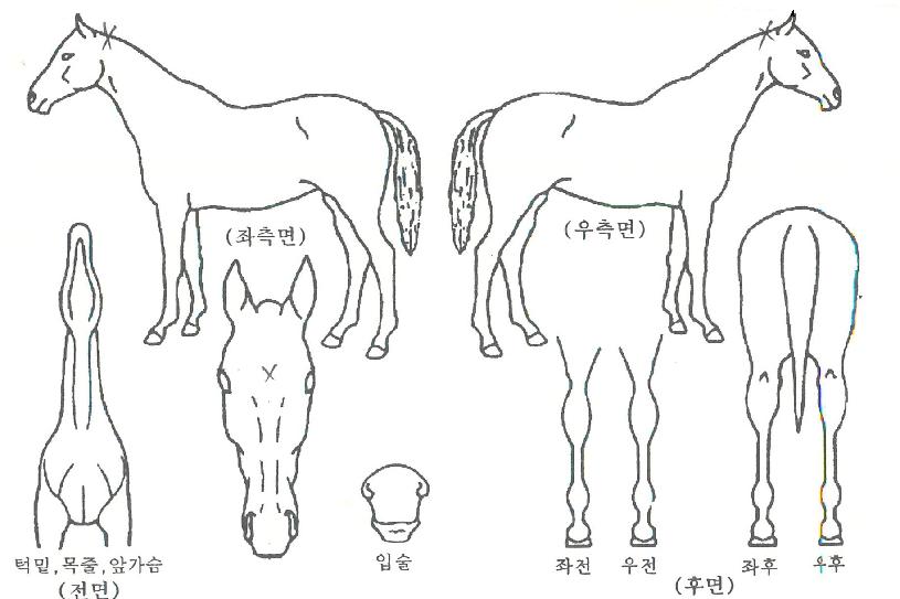 ÆÐ¸®½ºÄýÀÚ¸¶ÀÇ Ãø¸é,¿ì¸é,µÞ¸é,µÎ»ó,´Ù¸®ÀÇ Æ¯Â¡µµÇØ
