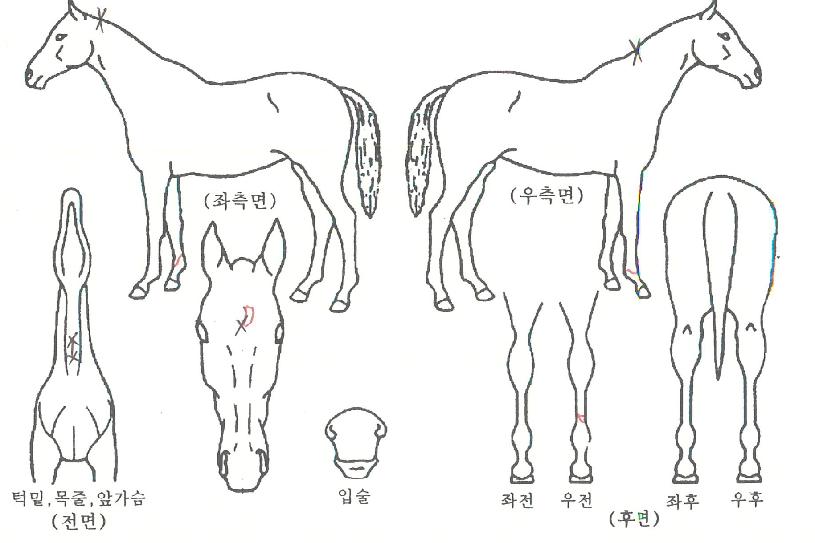 ������Ĺ�� ����,���,�޸�,�λ�,�ٸ��� Ư¡����