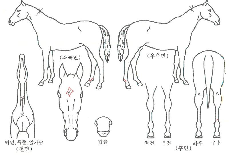 ������ĭ����ڸ��� ����,���,�޸�,�λ�,�ٸ��� Ư¡����