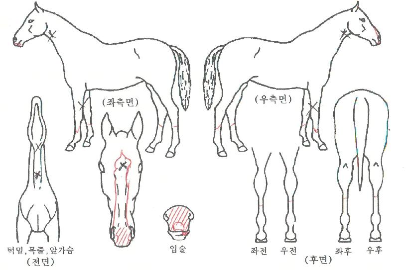 ÄÁÇǵ§¼ÈÀÇ Ãø¸é,¿ì¸é,µÞ¸é,µÎ»ó,´Ù¸®ÀÇ Æ¯Â¡µµÇØ