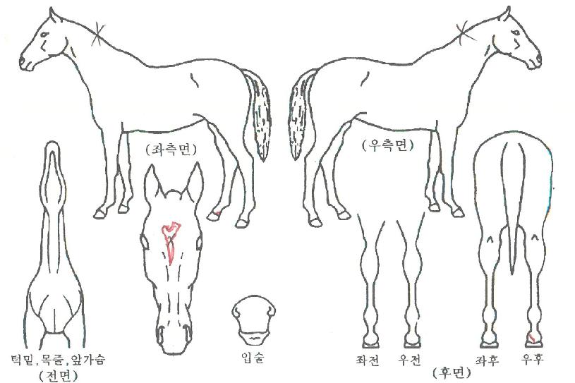 �̱ۼ��� ����,���,�޸�,�λ�,�ٸ��� Ư¡����