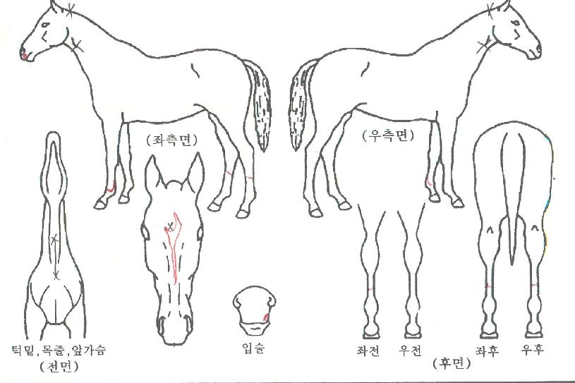 ������������ ����,���,�޸�,�λ�,�ٸ��� Ư¡����