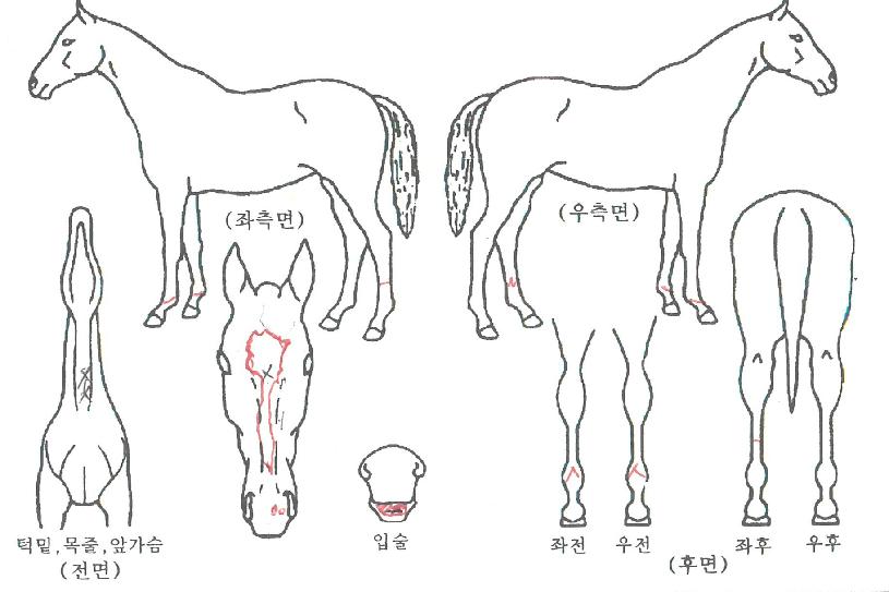 ���Ҹ��� ����,���,�޸�,�λ�,�ٸ��� Ư¡����