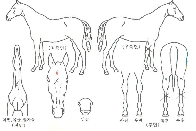 ÇØ¼º½ºÅ¸ÀÇ Ãø¸é,¿ì¸é,µÞ¸é,µÎ»ó,´Ù¸®ÀÇ Æ¯Â¡µµÇØ