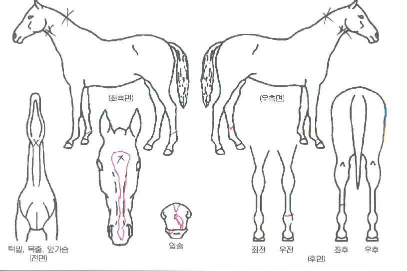 ·°Å°³ë¹ÙÀÇ Ãø¸é,¿ì¸é,µÞ¸é,µÎ»ó,´Ù¸®ÀÇ Æ¯Â¡µµÇØ
