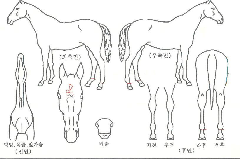 ÇÞ»ì¿ÕÀÚÀÇ Ãø¸é,¿ì¸é,µÞ¸é,µÎ»ó,´Ù¸®ÀÇ Æ¯Â¡µµÇØ