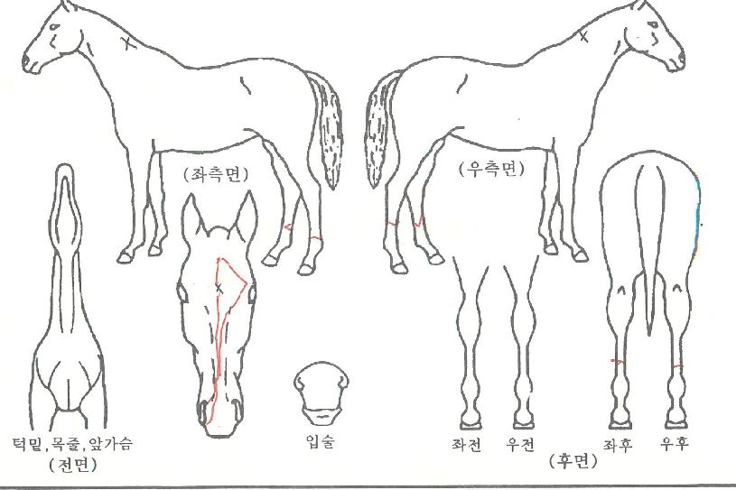 °ñµç¹ÌÀÎÀÚ¸¶ÀÇ Ãø¸é,¿ì¸é,µÞ¸é,µÎ»ó,´Ù¸®ÀÇ Æ¯Â¡µµÇØ