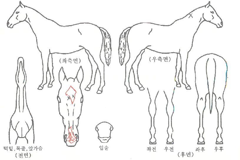 ´«ºÎ½ÅÁúÁÖÀÇ Ãø¸é,¿ì¸é,µÞ¸é,µÎ»ó,´Ù¸®ÀÇ Æ¯Â¡µµÇØ