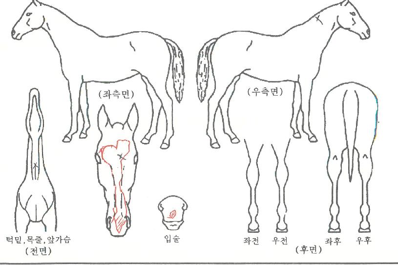 ���޾��� ����,���,�޸�,�λ�,�ٸ��� Ư¡����