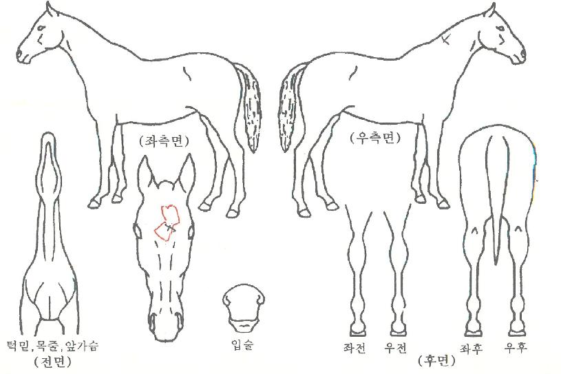 ½ºÄ«ÀÌ½ÃÆ¼ÀÇ Ãø¸é,¿ì¸é,µÞ¸é,µÎ»ó,´Ù¸®ÀÇ Æ¯Â¡µµÇØ