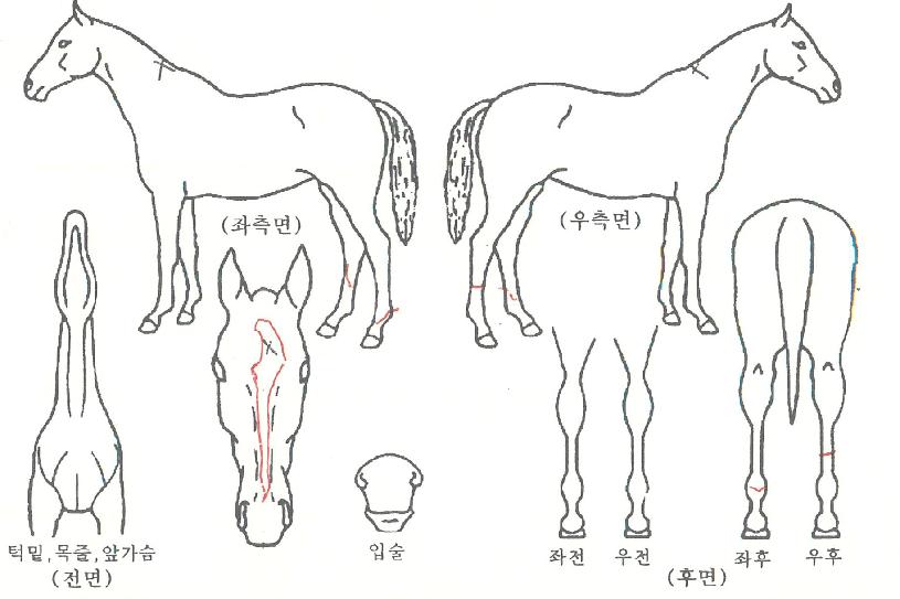È£½ÂÁö½ÉÀÇ Ãø¸é,¿ì¸é,µÞ¸é,µÎ»ó,´Ù¸®ÀÇ Æ¯Â¡µµÇØ