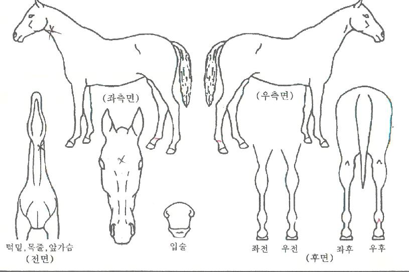 ������õ���� ����,���,�޸�,�λ�,�ٸ��� Ư¡����