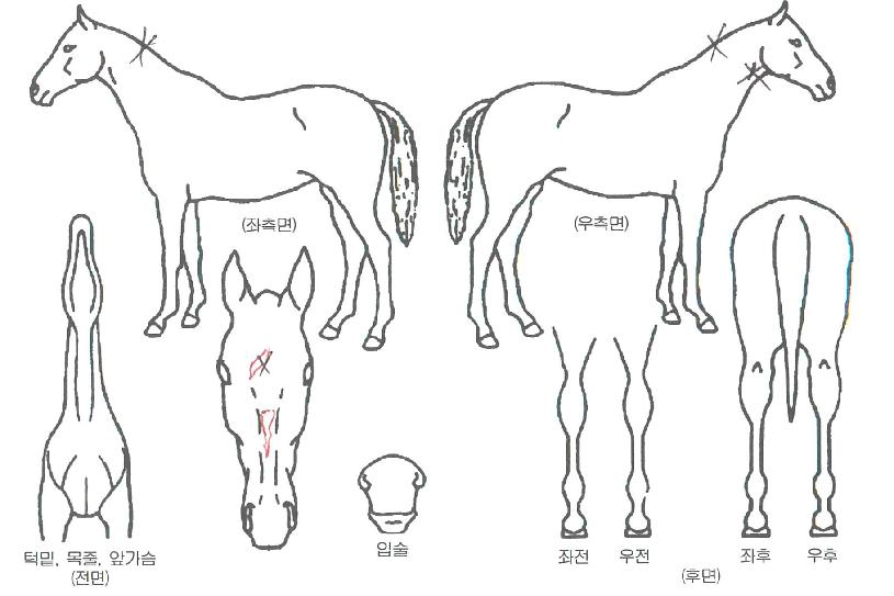 ���������� ����,���,�޸�,�λ�,�ٸ��� Ư¡����