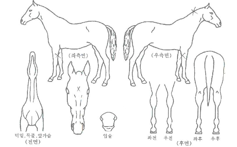 ����Ʈ���� ����,���,�޸�,�λ�,�ٸ��� Ư¡����