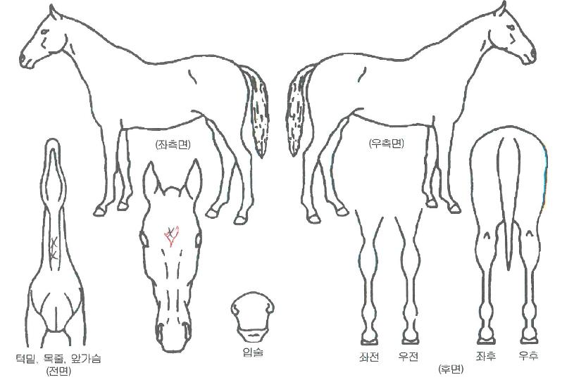 �µ����Ŀ��� ����,���,�޸�,�λ�,�ٸ��� Ư¡����