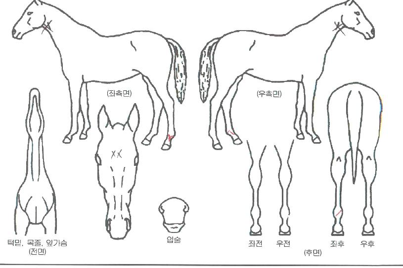 ��ķ���� ����,���,�޸�,�λ�,�ٸ��� Ư¡����